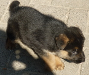 honden foto van Amiel