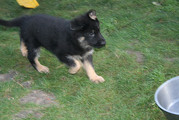honden foto van cathy
