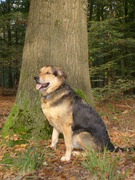 honden foto van barky