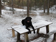 honden foto van benji