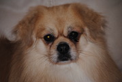 honden foto van corinna