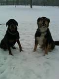 honden foto van rene