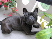 honden foto van Hester Roorda