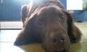 honden foto van Ellen