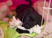 honden foto honden foto van marieke