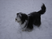 honden foto honden foto van bronselaer nancy