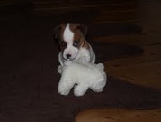 honden foto van M. de Bruin