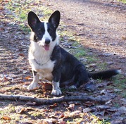 honden foto van Mirte