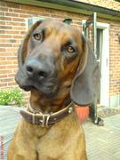 honden foto van H. Hoenink