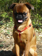 honden foto van Rakker