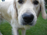 honden foto van Marlou