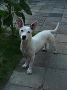 honden foto van Tippy