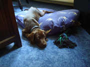 honden foto van hans