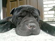 honden foto van stevie