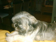 honden foto honden foto van jollie