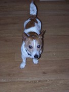 honden foto van Natasja