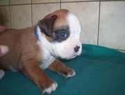 honden foto van Willy