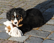 honden foto van moos