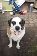 honden foto van anna