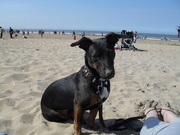 honden foto van ramona