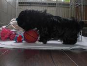 honden foto van marleen 