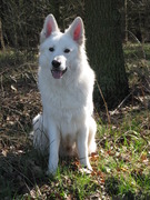 honden foto van Jonas