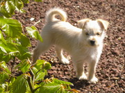 honden foto van Dominique,  Dizzee en Lewis