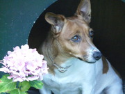honden foto van sanne