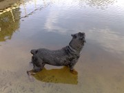 honden foto honden foto van john