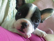 honden foto van marjolijn