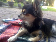 honden foto van Marian Borggreve