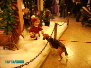 honden foto van Jessie