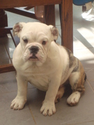 honden foto van chantal