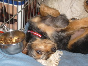 honden foto van alinda