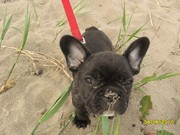 honden foto van Marleen
