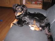 honden foto van marjan