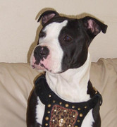 honden foto van Debby