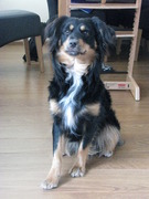 honden foto van Jan Marc