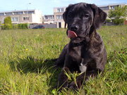 honden foto van lizet