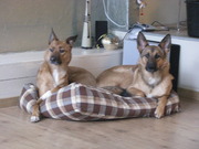 honden foto van danitsja