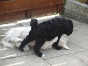 honden foto van Mieke