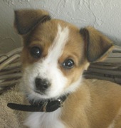 honden foto van demy