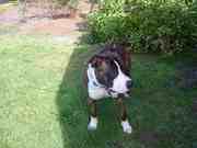 honden foto van danny