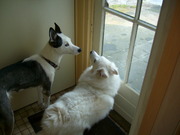 honden foto van Sandrina