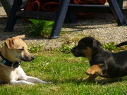 honden foto honden foto van richard