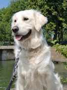 honden foto honden foto van Linda