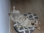 honden foto van Mats