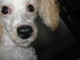 honden foto van Priscilla