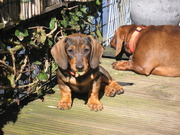 honden foto honden foto van Petra
