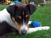 honden foto van mink